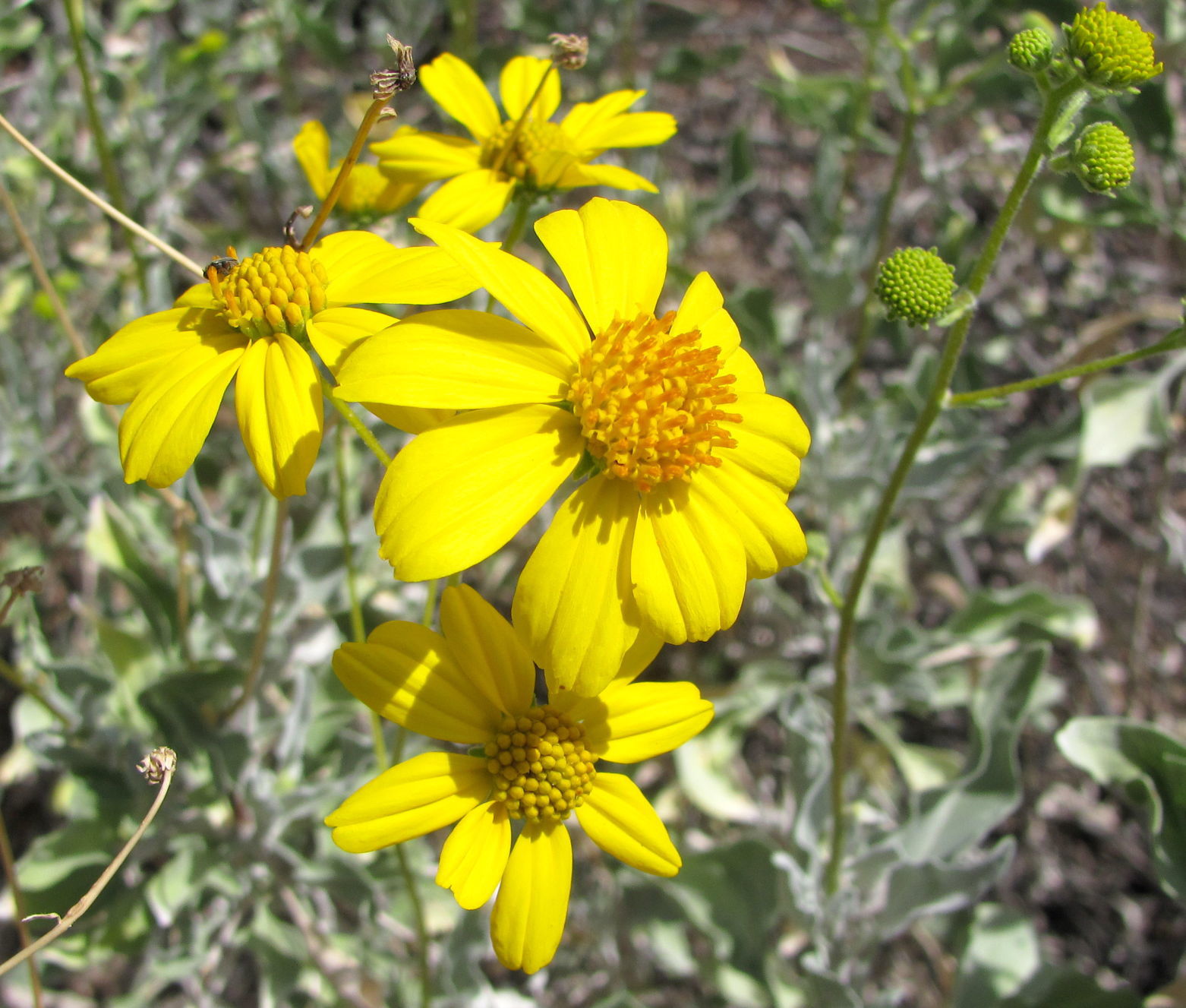 Brittlebush flowers